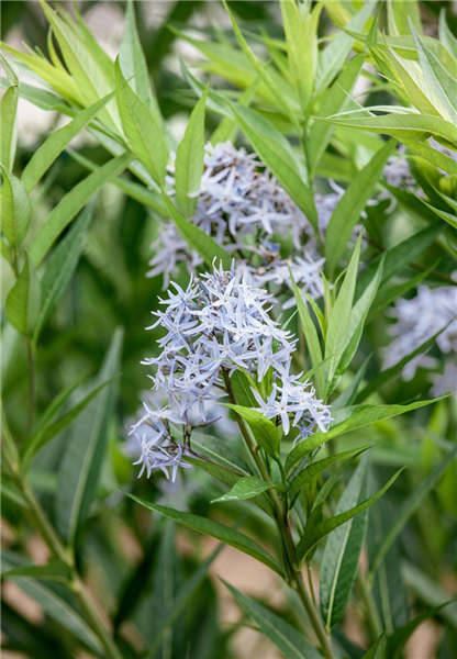 Amsonia tabernaemontana