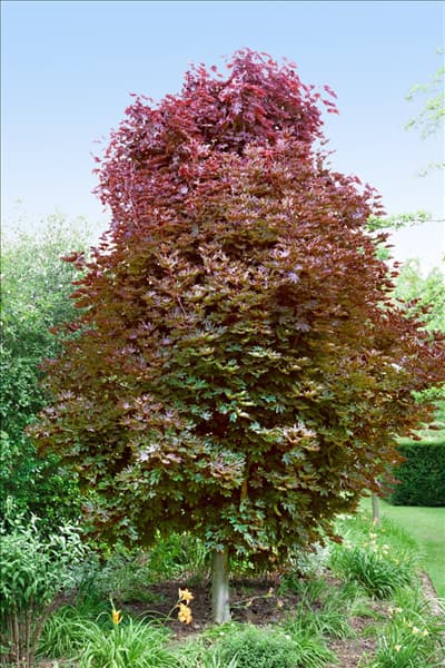 Acer platanoides Crimson Sentry
