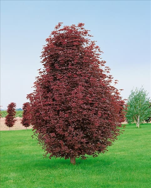 Acer platanoides Crimson Sentry