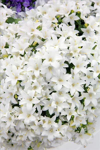 Campanula cochleariifolia