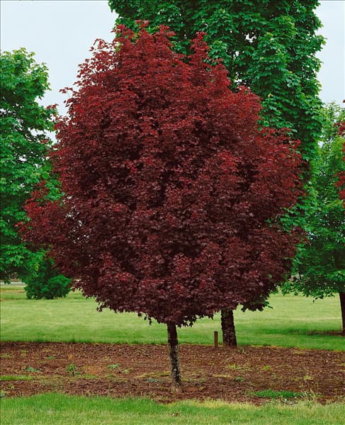 Acer platanoides Crimson Sentry