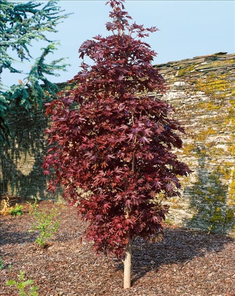 Acer platanoides Crimson Sentry