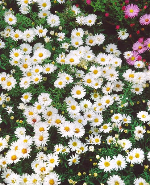 Aster dumosus Schneekissen