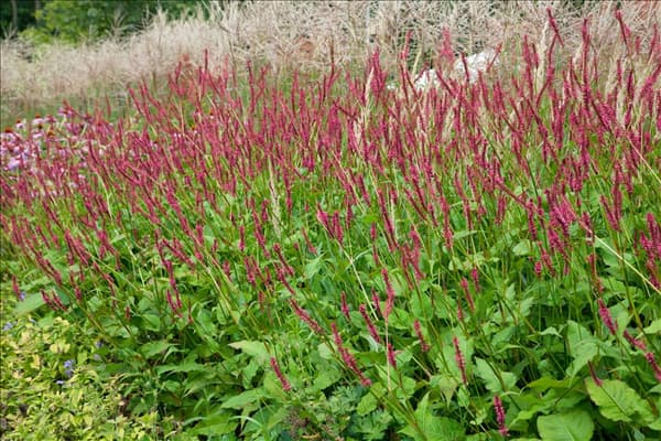Persicaria amplexicaulis Speciosa