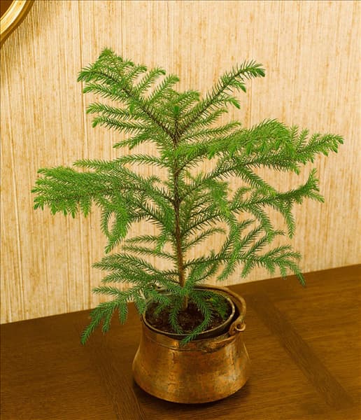 ARAUCARIA heterophylla (A. excelsa)