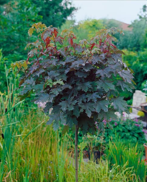 Acer platanoides Crimson Sentry