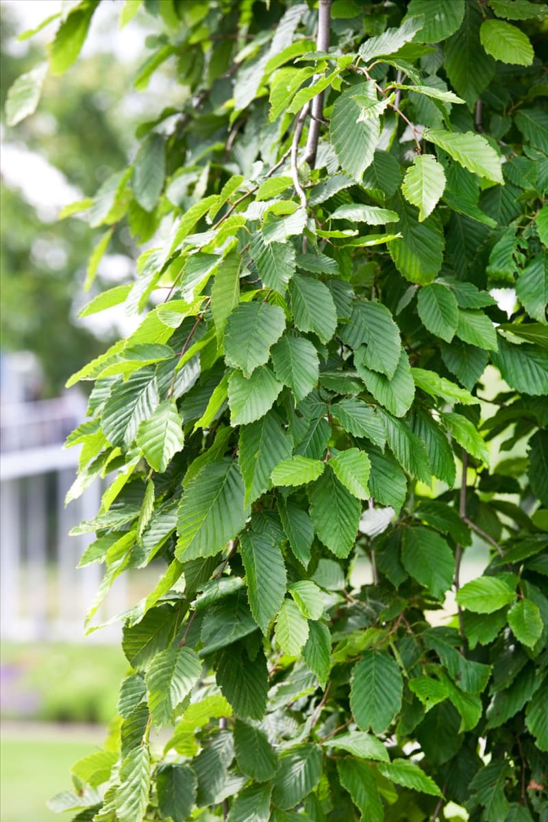 Carpinus betulus Pendula