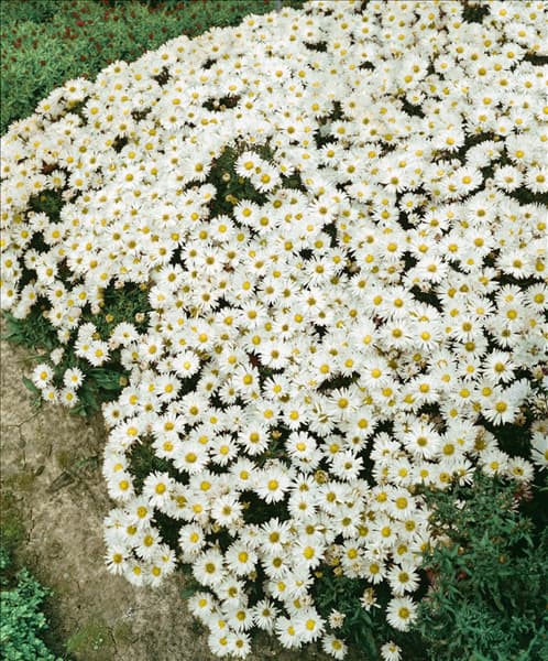 Aster dumosus White