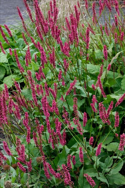 Persicaria amplexicaulis Speciosa