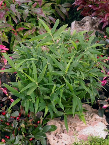 Pleioblastus argenteostriatus Pumila