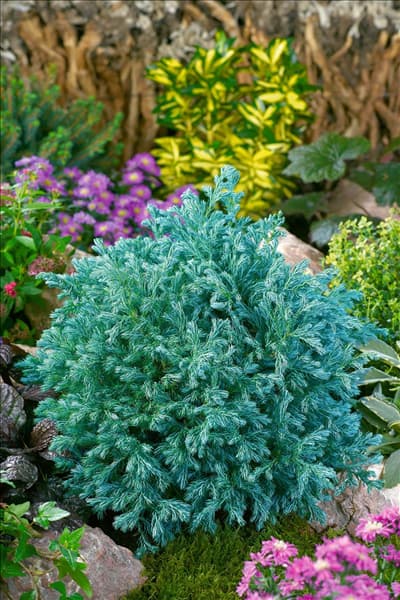 Chamaecyparis pisifera Boulevard