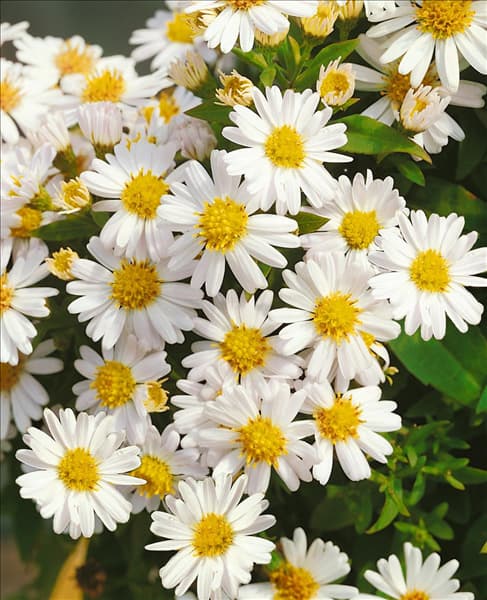 Aster dumosus Schneekissen