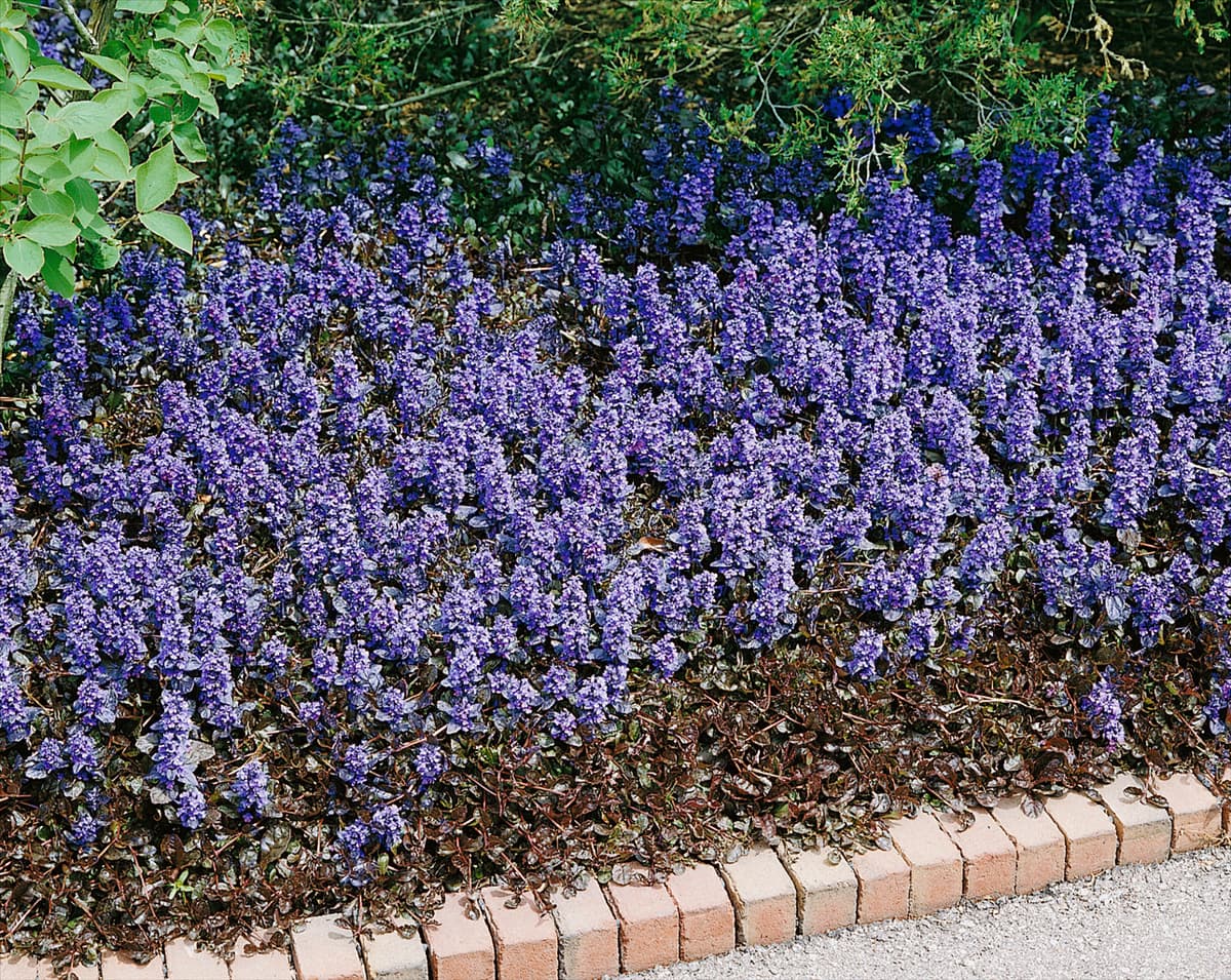 AJUGA REPTANS