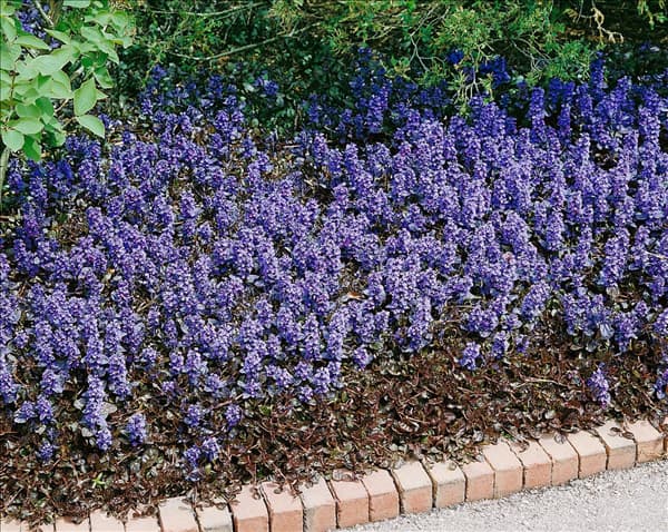 AJUGA REPTANS