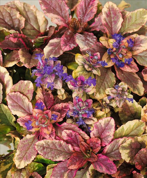 AJUGA REPTANS BURGUNDY BLUSH