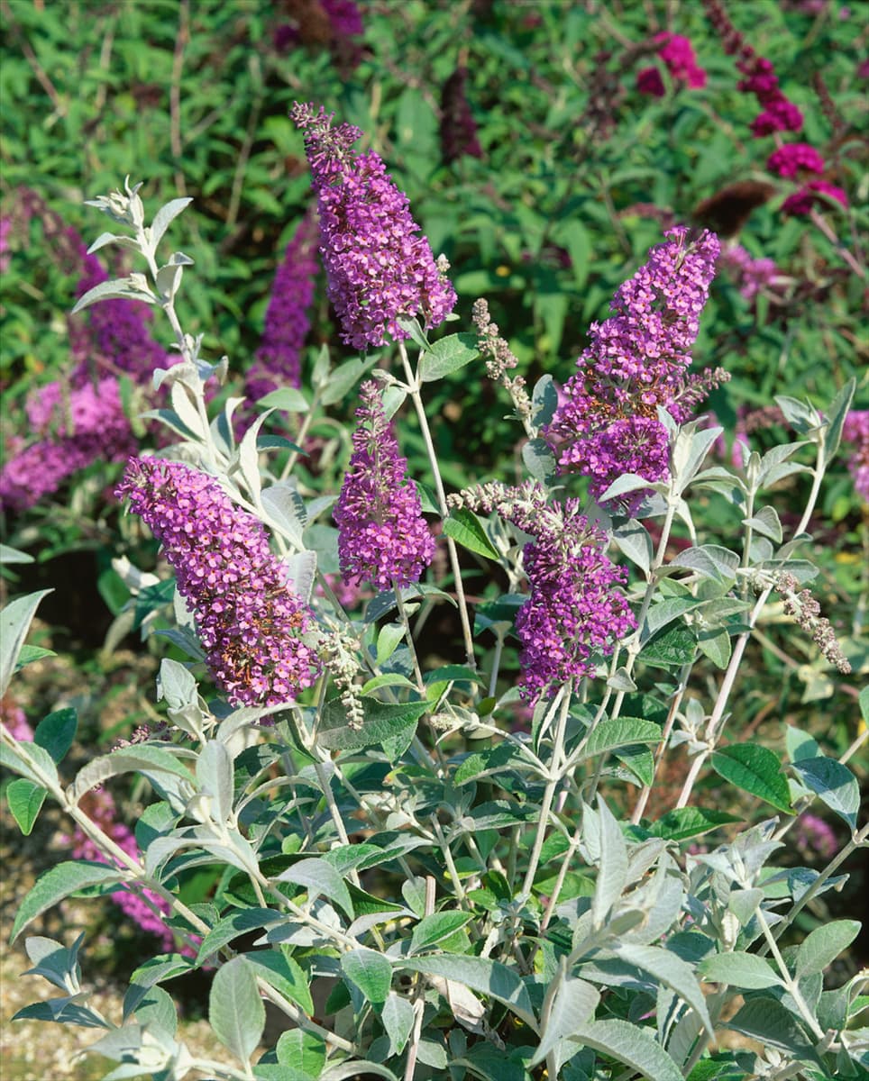 Buddleja davidii Lochinch