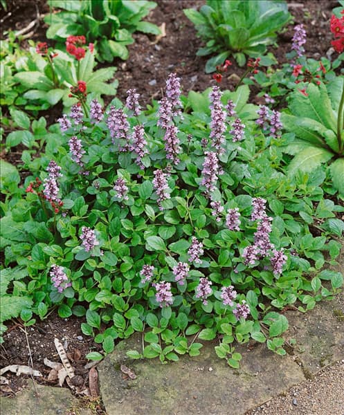 Ajuga reptans