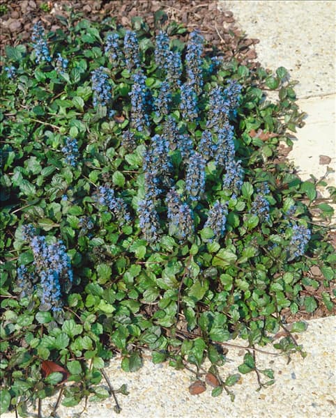 AJUGA REPTANS