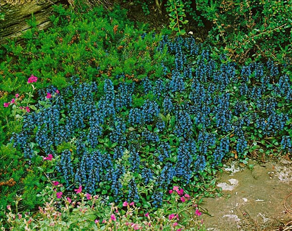 AJUGA REPTANS