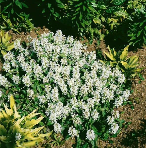 AJUGA REPTANS ALBA