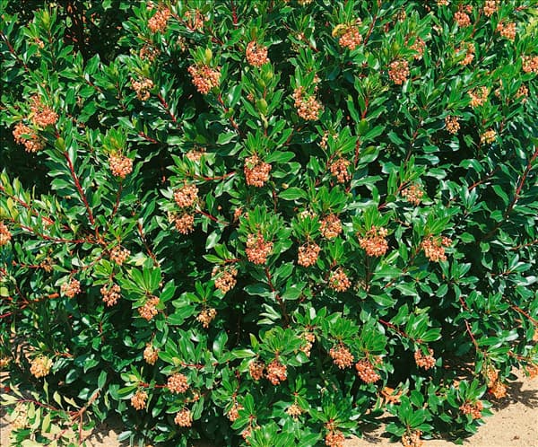 ARBUTUS UNEDO