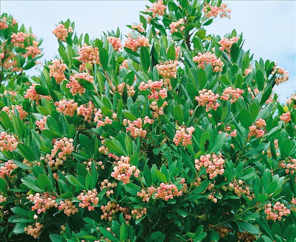 Arbutus unedo Compactum