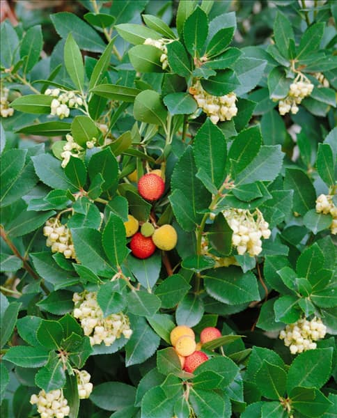 ARBUTUS UNEDO / DETAIL