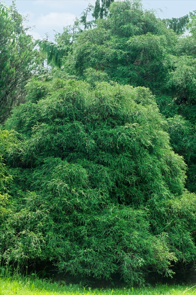Chamaecyparis pisifera Filifera