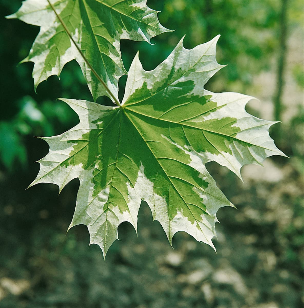 ACER PLATANOIDES DRUMMONDII / BLATT