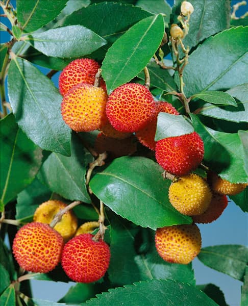ARBUTUS unedo