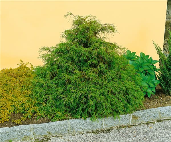 Chamaecyparis pisifera Filifera