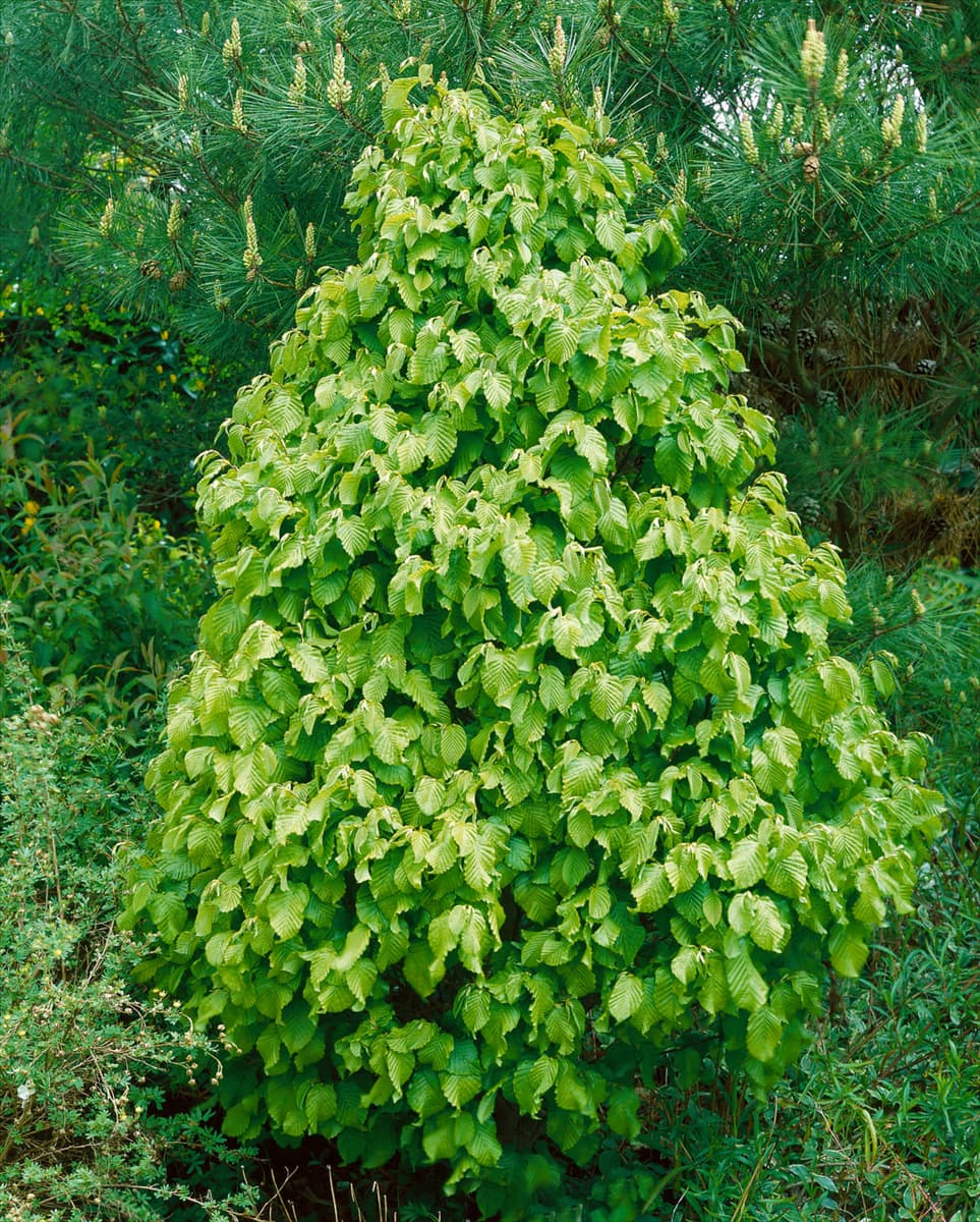 Carpinus betulus Monumentalis