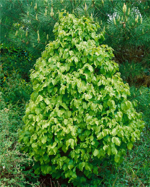 Carpinus betulus Monumentalis