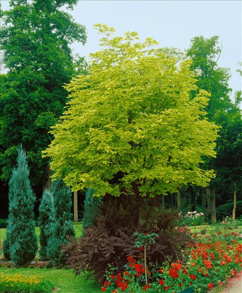 ACER PLATANOIDES DRUMMONDII