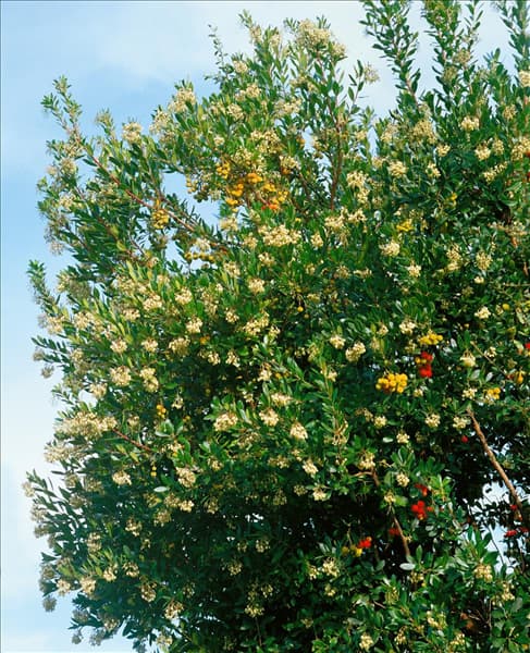 ARBUTUS UNEDO