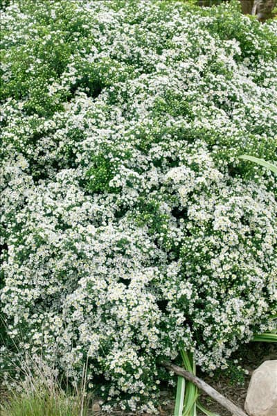 Aster ericoides First Snow