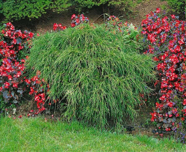Chamaecyparis pisifera Filifera