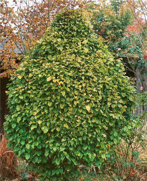 Carpinus betulus Monumentalis