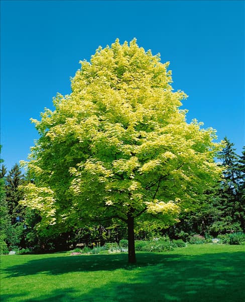 ACER PLATANOIDES DRUMMONDII