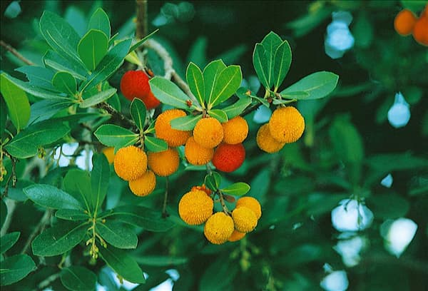 ARBUTUS UNEDO
