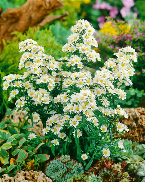 Aster ericoides