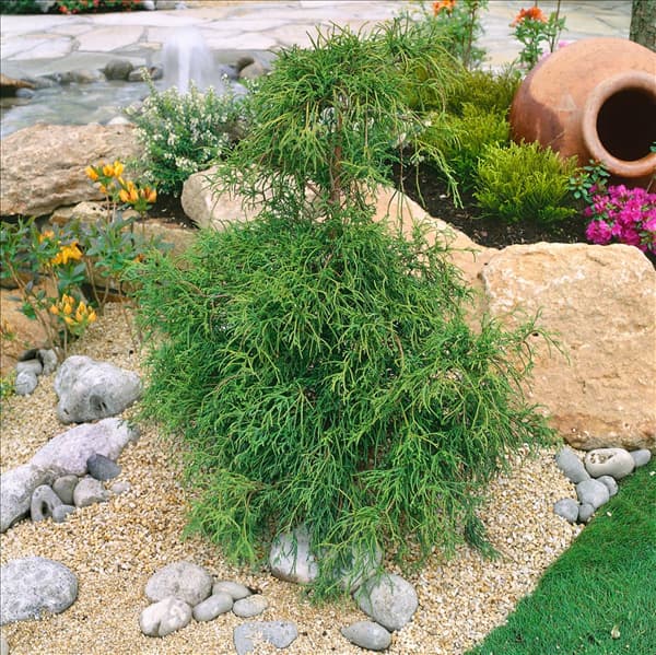 Chamaecyparis pisifera Filifera
