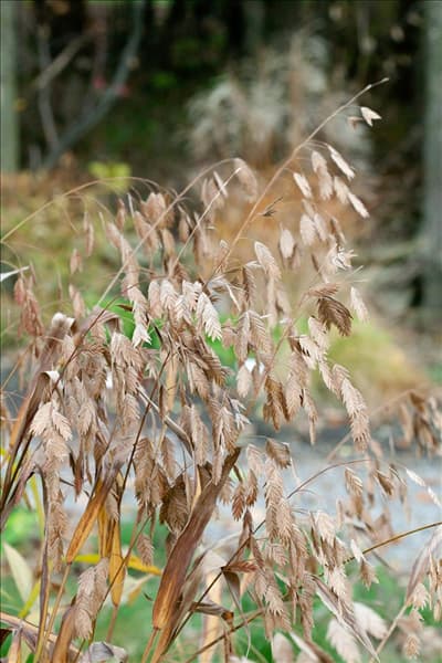 Chasmanthium latifolium
