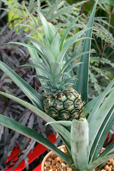 Ananas comosus
