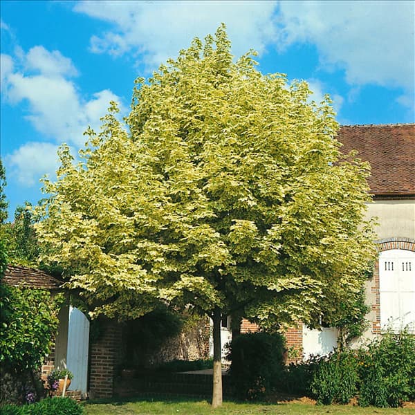ACER PLATANOIDES DRUMMONDII