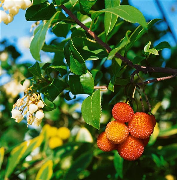 ARBUTUS UNEDO / DETAIL