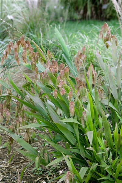 Chasmanthium latifolium