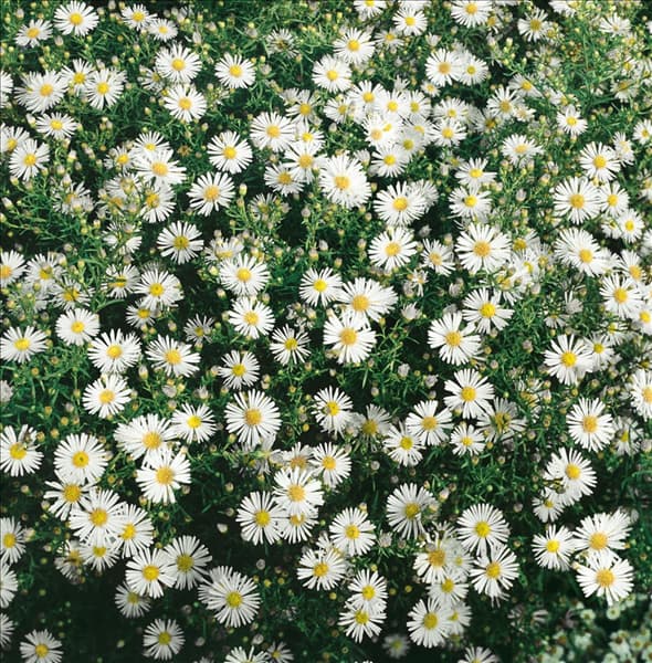 ASTER ERICOIDES WHITE