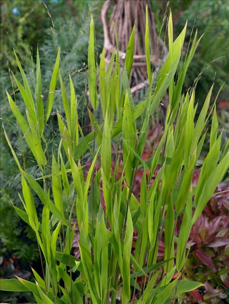 Chasmanthium latifolium