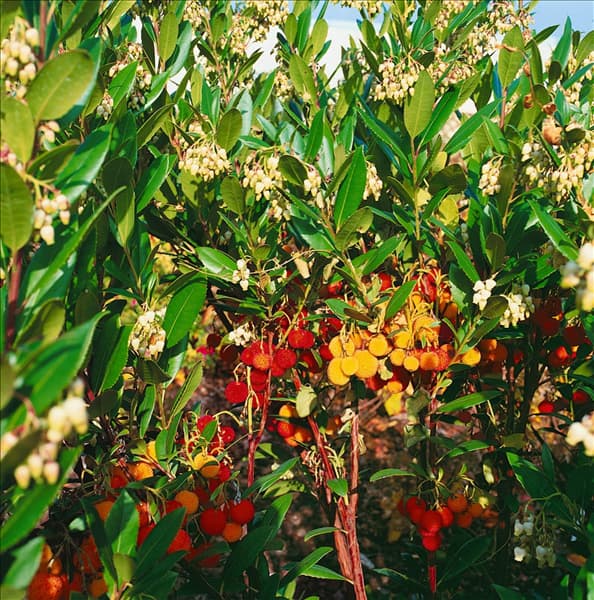 Arbutus unedo Compacta